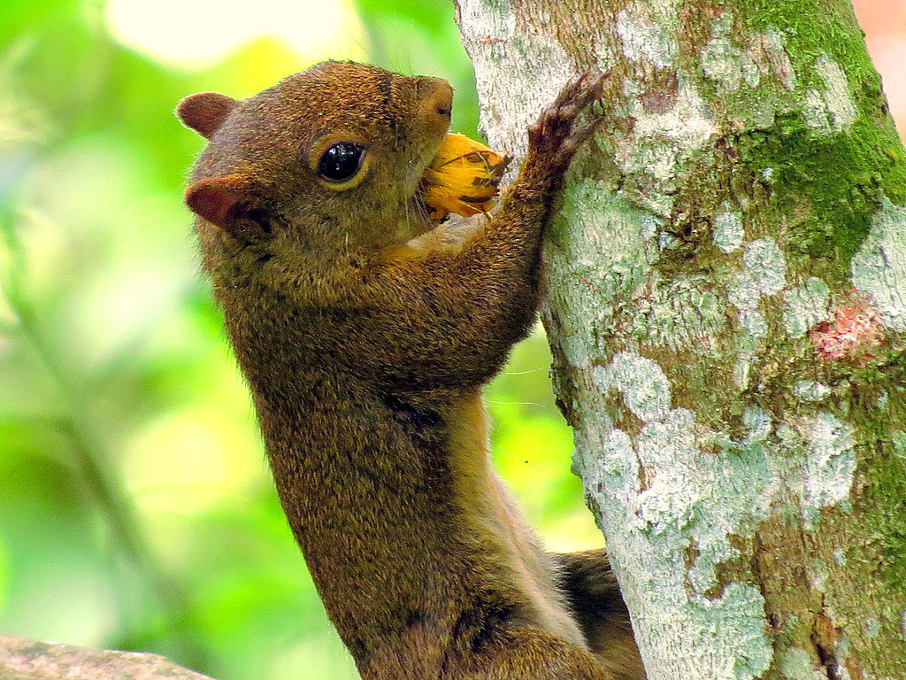 Syagrus romanzoffiana, Jardim Barbacena, Cotia - SP, Brasil