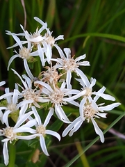 Sericocarpus linifolius