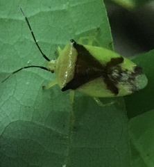 Elasmostethus atricornis