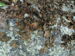 Lasallia pensylvanica