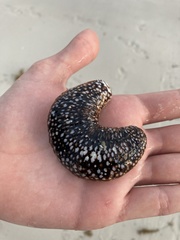 Holothuria princeps