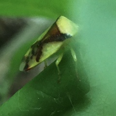 Elasmostethus atricornis