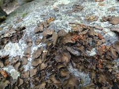 Lasallia pensylvanica