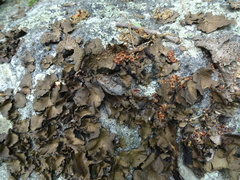 Lasallia pensylvanica