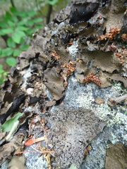 Lasallia pensylvanica