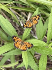 Phyciodes tharos riocolorado
