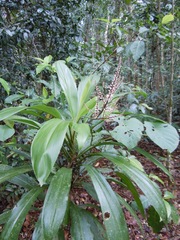 Cordyline cannifolia