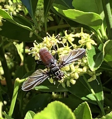 Trichopoda lanipes