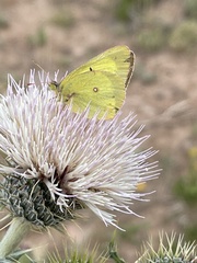 Colias philodice eriphyle