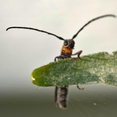 Oberea perspicillata