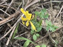 Corydalis micrantha texensis