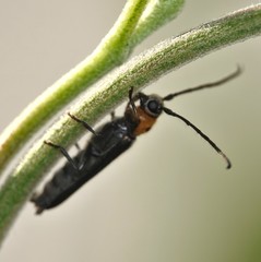 Oberea perspicillata