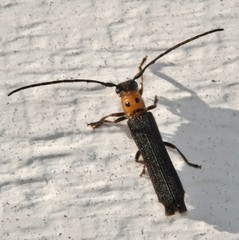 Oberea perspicillata