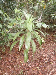 Cordyline cannifolia