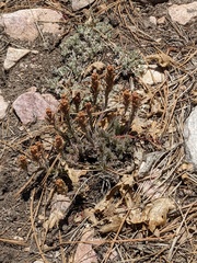 Castilleja cinerea