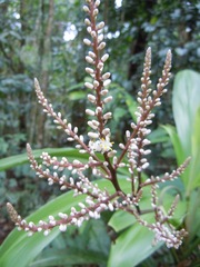 Cordyline cannifolia