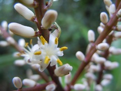 Cordyline cannifolia