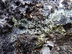 Rhizocarpon geographicum