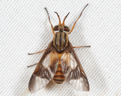 Chrysops celatus