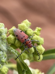 Tetraopes annulatus