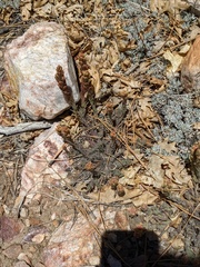 Castilleja cinerea