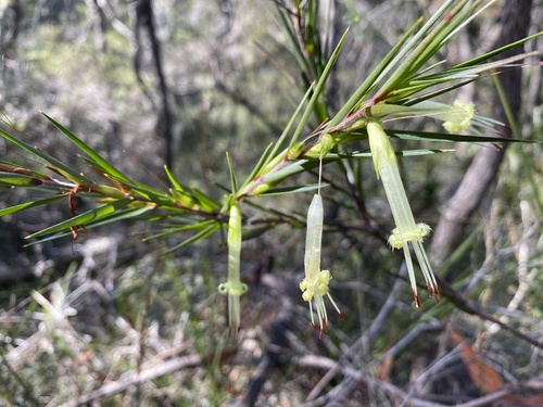 Five-corners (Styphelia longifolia)