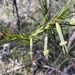 Styphelia longifolia - Photo (c) leicia, algunos derechos reservados (CC BY-NC)
