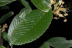 Cercocarpus macrophyllus