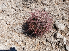 Ferocactus emoryi