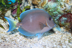 Blue Tang photo 3