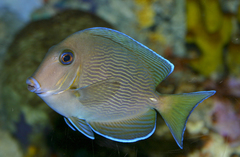 Blue Tang photo 5