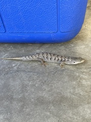 Elgaria multicarinata