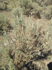 Artemisia tridentata tridentata