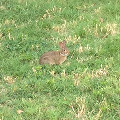 Sylvilagus floridanus
