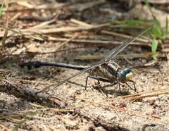 Gomphurus septima delawarensis