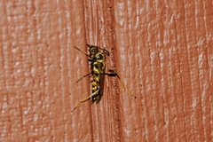 Necydalis cavipennis