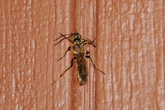 Necydalis cavipennis