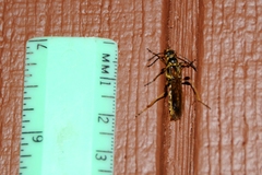 Necydalis cavipennis