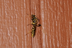 Necydalis cavipennis