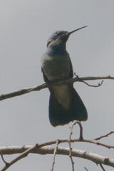 Colibri serrirostris