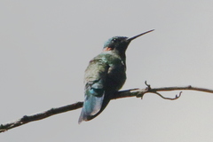 Colibri serrirostris