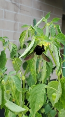Xylocopa