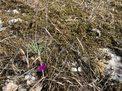 Phemeranthus calcaricus