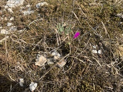 Phemeranthus calcaricus