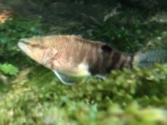 Serranus subligarius