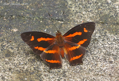 Symbrenthia hypselis