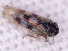 Macrosteles slossoni