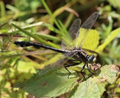 Gomphurus septima delawarensis