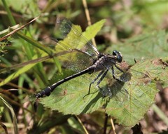 Gomphurus septima delawarensis