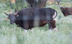 Bos javanicus